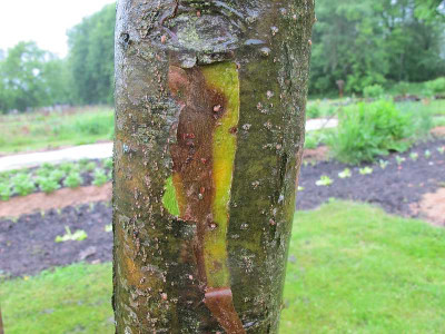 Apfelbaum_26.5.13_ue.jpg