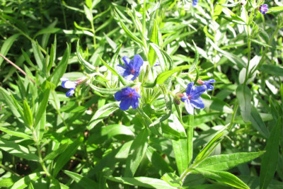bluemchenblau.jpg