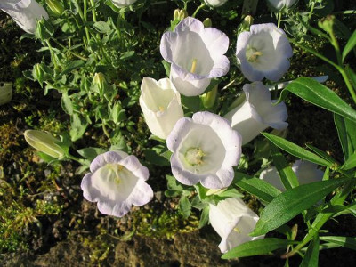Campanula_formanekiana_Hortu.jpg