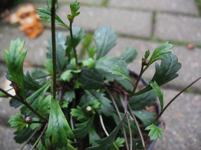 Laub___...._15.5.13._014.jpg