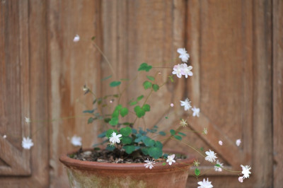 Thalictrum_urbanii_Mai.jpg