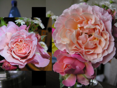 Norbertina-rosa.jpg