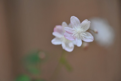 Thalictrum_urbanii_Taiwan_Baika.jpg