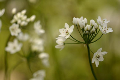 Allium_cowanii.jpg