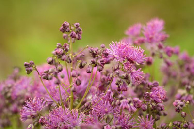 Th._aquilegifolium.jpg