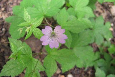 geraniumnodosum-2.jpg