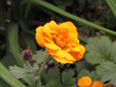 Geum_No_4_pur.jpg