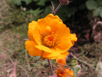 Geum_No_4_2_pur.jpg