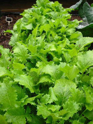 Cima_di_Rapa_1.jpg