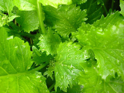 Cima_di_Rapa_2.jpg