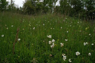 anemone-sylvestris_zg.jpg