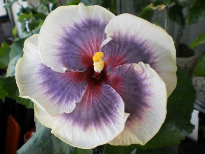 Tahitian_Taui2.jpg