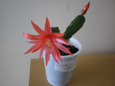 christmas_cactus_1_005.JPG