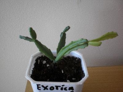exotica_larki.jpg
