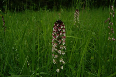 liliental_20130526_zg26.jpg