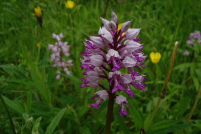 liliental_20130526_zg27.jpg