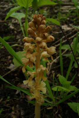 liliental_20130526_zg23b.jpg