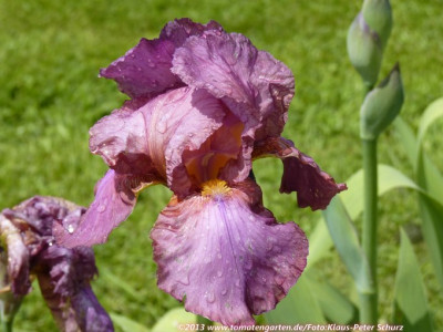 13Alpenrose2.jpg