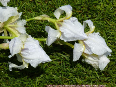 13Blanc_Bleute1.jpg