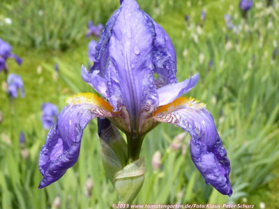 13California_Blue2.jpg