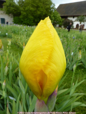 13Deep_Buttercup1.jpg