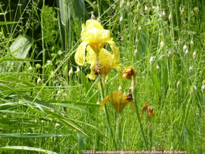 13Wildiris01.jpg