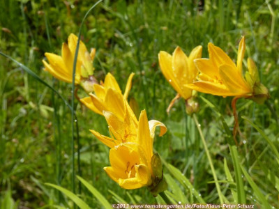 13Wildiris02.jpg