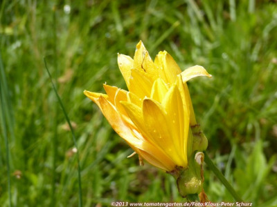 13Wildiris03.jpg