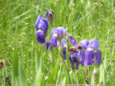 13Wildiris04.jpg