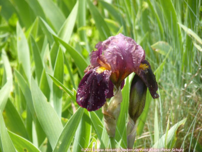 13Wildiris05.jpg
