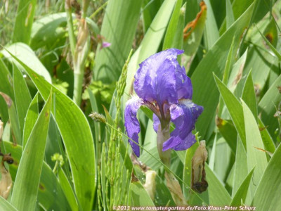 13Wildiris06.jpg
