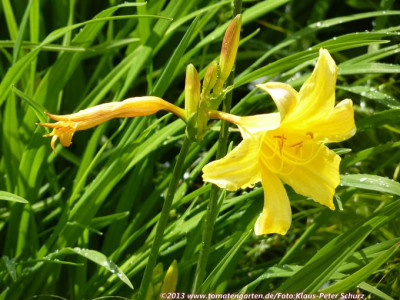 13Wildiris08.jpg