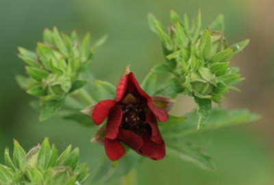 potentilla_thurberi_2138.jpg
