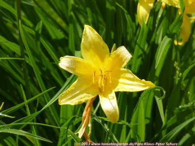 13Wildiris09.jpg