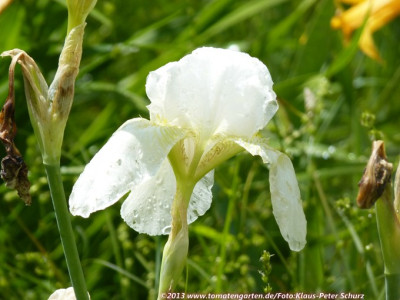 13Wildiris10.jpg