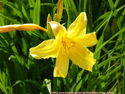 13Wildiris11.jpg
