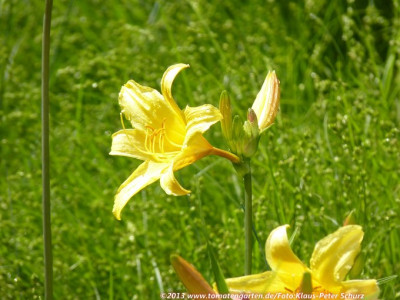 13Wildiris13.jpg