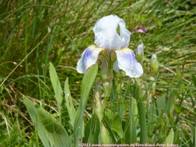 13Wildiris15.jpg