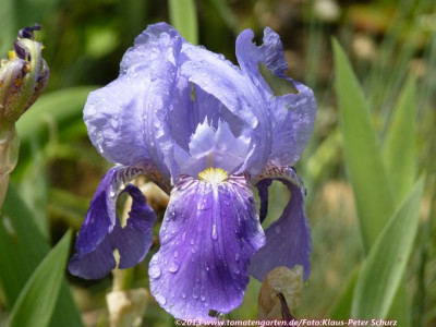 13Wildiris21.jpg