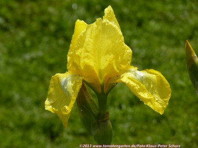 13Lemon_Mint3.jpg