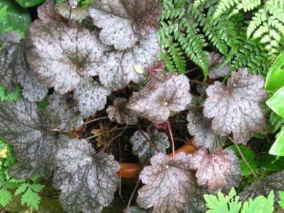 Heuchera_Plum_Pudding.jpg