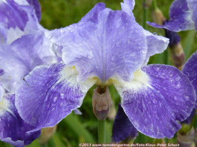 13Pretty_Pansy1.jpg