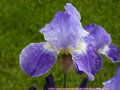 13Pretty_Pansy2.jpg
