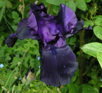 Iris_Night_Owl.jpg