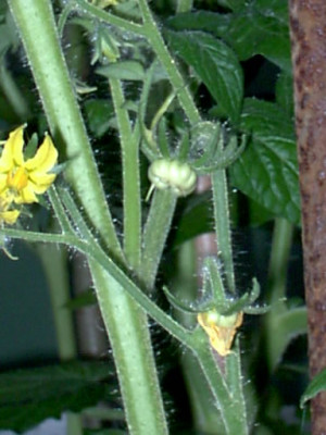 Garten25.06.05_006.jpg