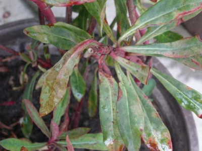 Euphorbia_amygdaloides.jpg