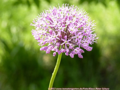13Allium02.jpg