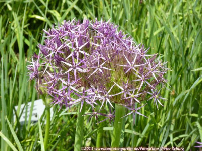 13Allium03.jpg
