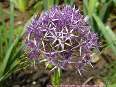 13Allium04.jpg