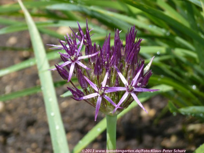 13Allium05.jpg
